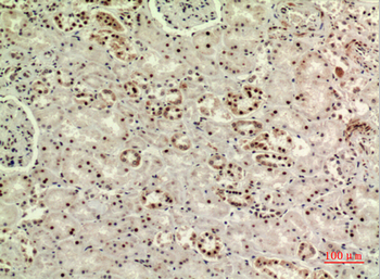 MAPK Organizer 1 Polyclonal Antibody