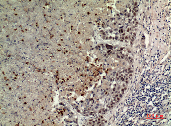 ECA39 Polyclonal Antibody