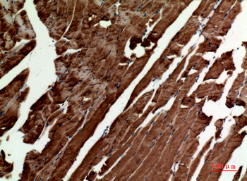 Tubulin α Polyclonal Antibody