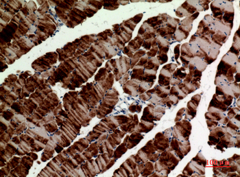 Tubulin α Polyclonal Antibody