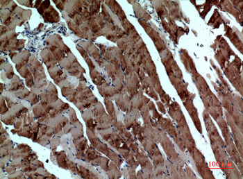Tubulin α Polyclonal Antibody