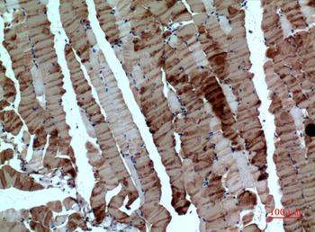 Tubulin α Polyclonal Antibody