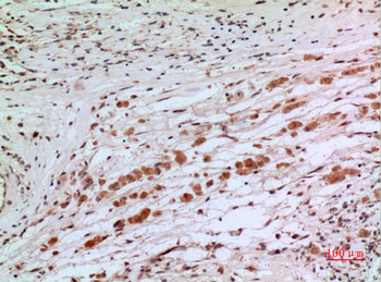 Tubulin α Polyclonal Antibody