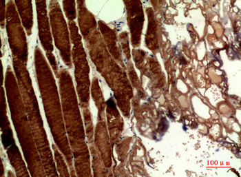 MYH-pan Polyclonal Antibody