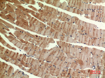 MYH-pan Polyclonal Antibody