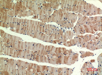 MYH-pan Polyclonal Antibody