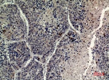 Histone H4 Polyclonal Antibody