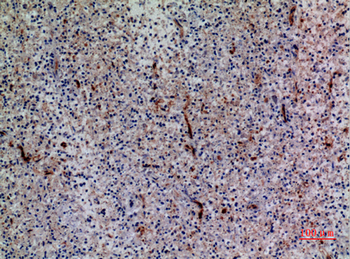 Bonzo Polyclonal Antibody