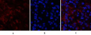 RUNX2 Polyclonal Antibody