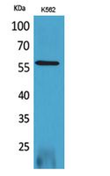 RUNX2 Polyclonal Antibody