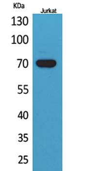 Ku-70 Polyclonal Antibody