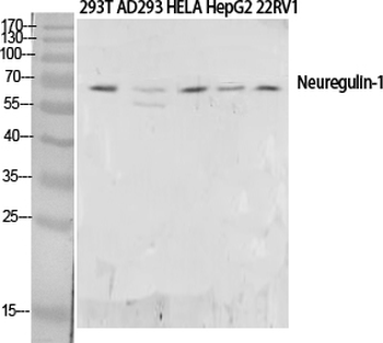 Neuregulin-1 Polyclonal Antibody