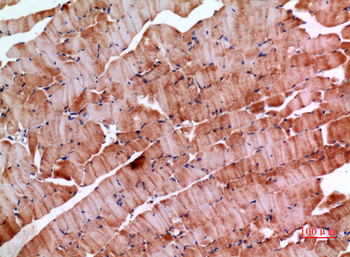 Inhibin β-E Polyclonal Antibody