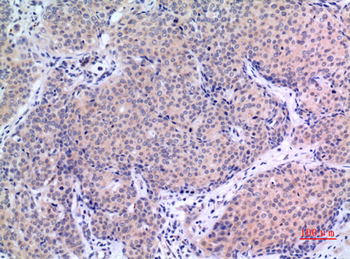 VGF Polyclonal Antibody