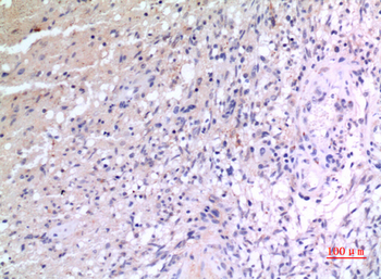 VGF Polyclonal Antibody