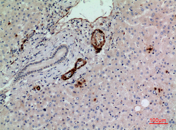 CD241 Polyclonal Antibody