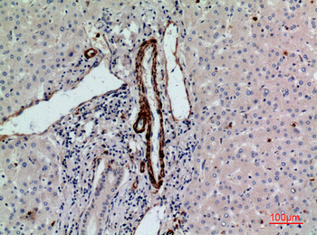 CD241 Polyclonal Antibody