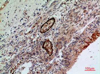 CD241 Polyclonal Antibody