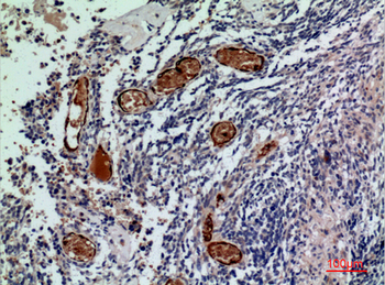 CD241 Polyclonal Antibody
