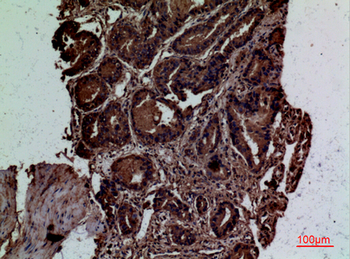 CD300g Polyclonal Antibody