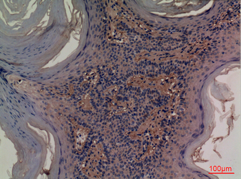 CD73 Polyclonal Antibody