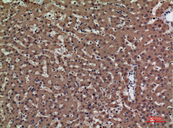 PSG1 Polyclonal Antibody
