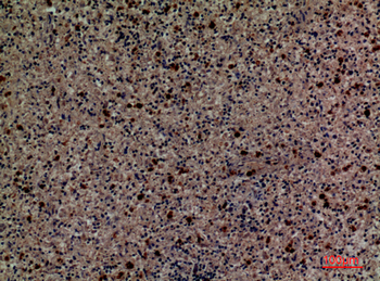CD58 Polyclonal Antibody