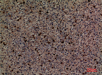 CD58 Polyclonal Antibody