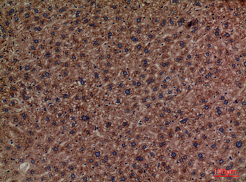 PEPCK-C Polyclonal Antibody