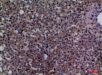 CD68 Polyclonal Antibody