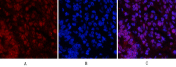 Caspase-3 Polyclonal Antibody