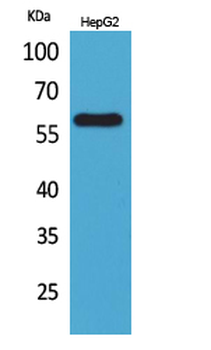 ASIC3 Polyclonal Antibody