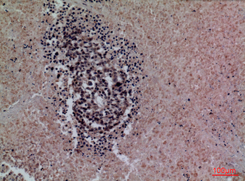 SP-A Polyclonal Antibody