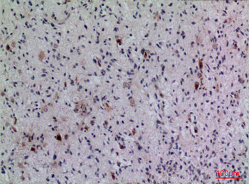 FGF-5 Polyclonal Antibody