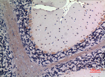 FGF-20 Polyclonal Antibody