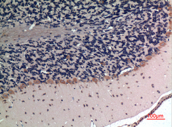 Apelin Polyclonal Antibody