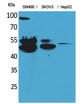 c-FLIP Polyclonal Antibody