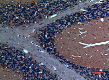 Sg III Polyclonal Antibody