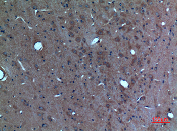 Sg III Polyclonal Antibody