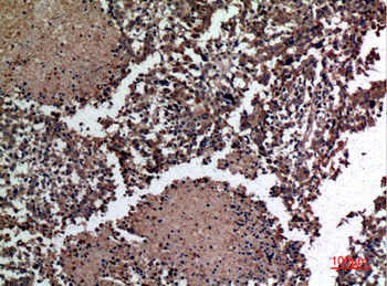 HSPBAP1 Polyclonal Antibody