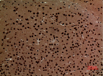 K-cadherin Polyclonal Antibody