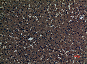 PAOX Polyclonal Antibody
