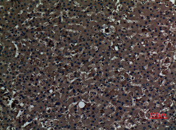 PAOX Polyclonal Antibody