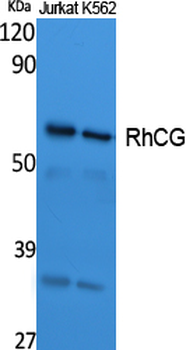 RhCG Polyclonal Antibody