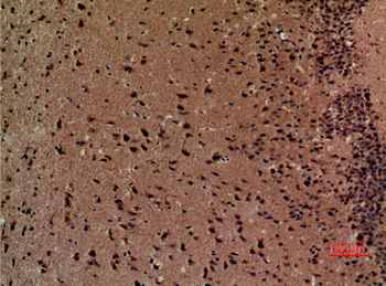 BOCT Polyclonal Antibody