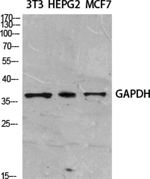 GAPDH Polyclonal Antibody