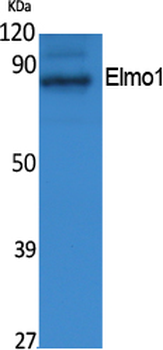 Elmo1 Polyclonal Antibody