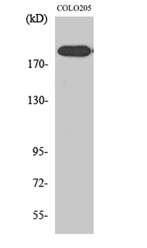 XPG Polyclonal Antibody