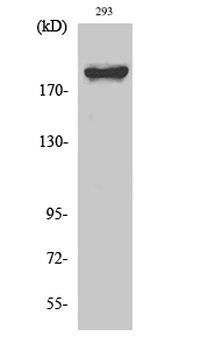 WNK1 Polyclonal Antibody