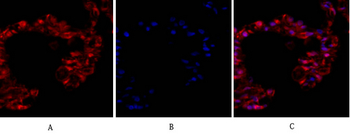 Tubulin α Polyclonal Antibody